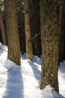 Pine Trunks Detail Royalty Free Stock Photography Pine Trunks Detail Royalty Free Stock Photography