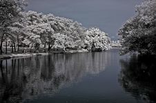 Infrared Photo – Tree, Reflection And River Stock Image Infrared Photo – Tree, Reflection And River Stock Image