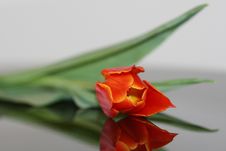 Orange Tulip Stock Images