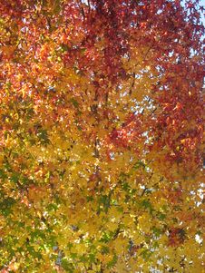 Autumns Here Stock Photography Autumns Here Stock Photography
