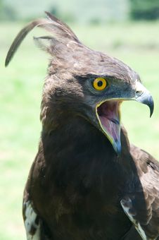 Crested Eagle Royalty Free Stock Photos Crested Eagle Royalty Free Stock Photos