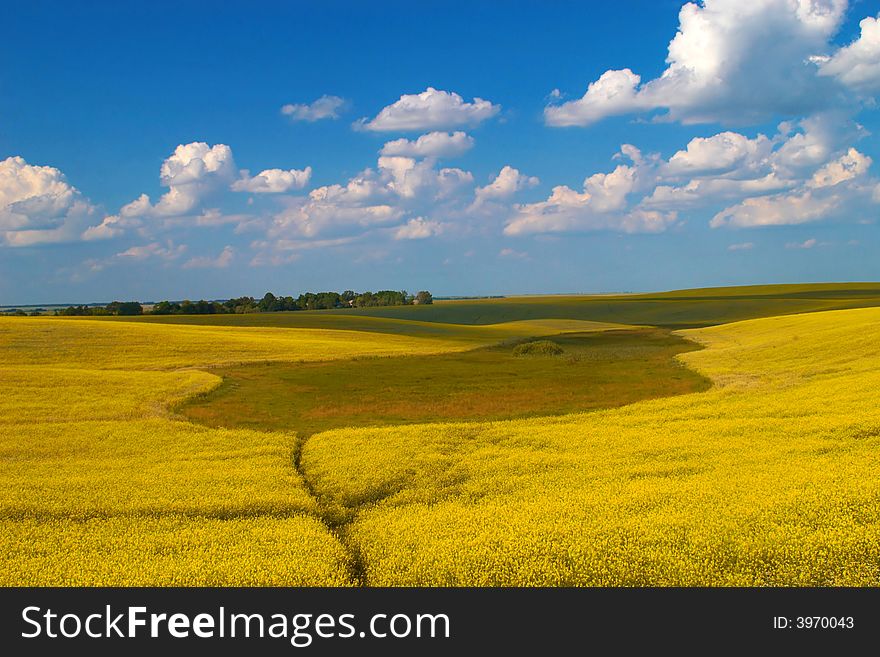 A landscape of yellow meadow and blue sky