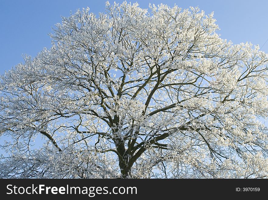 Trees Covered With Snow