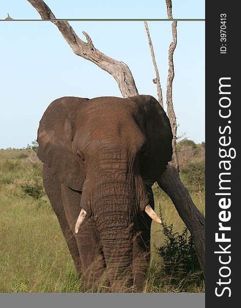 African Elephant scratching himself on a dead tree.