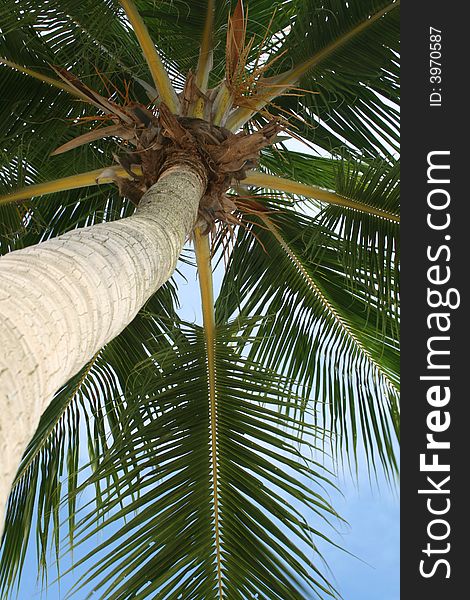 A coconut tree in the beach