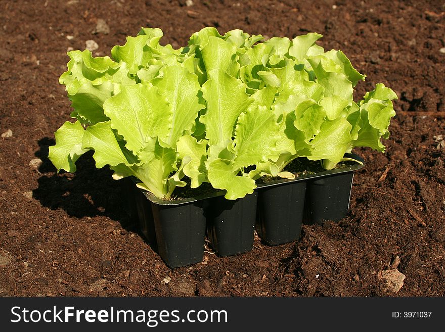 Lettuce to plant in fresh garden soil. Lettuce to plant in fresh garden soil