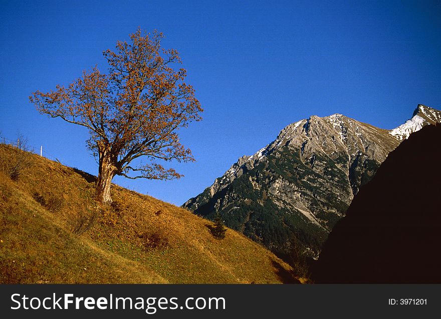 Bare tree in the austrian mountains