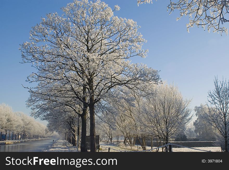 Trees covered with snow and blue sky background. Trees covered with snow and blue sky background
