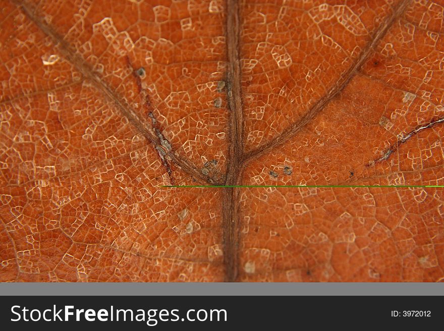 A Dead brown leaf veins macro background