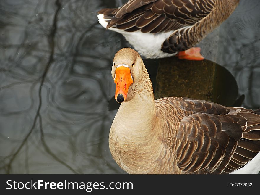 Natural park, gooses swimming in a lake. Natural park, gooses swimming in a lake