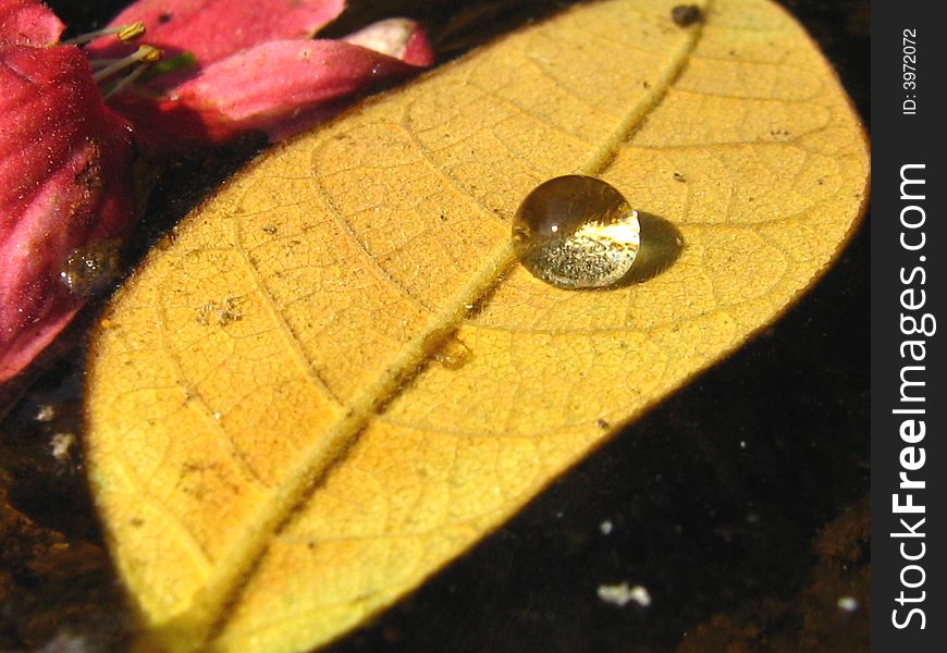 Leaf with a shining droplet inside a pond at macro. Leaf with a shining droplet inside a pond at macro