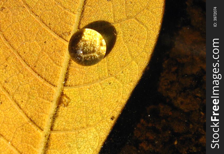 Leaf with a shining droplet floating upon a pond at macro. Leaf with a shining droplet floating upon a pond at macro
