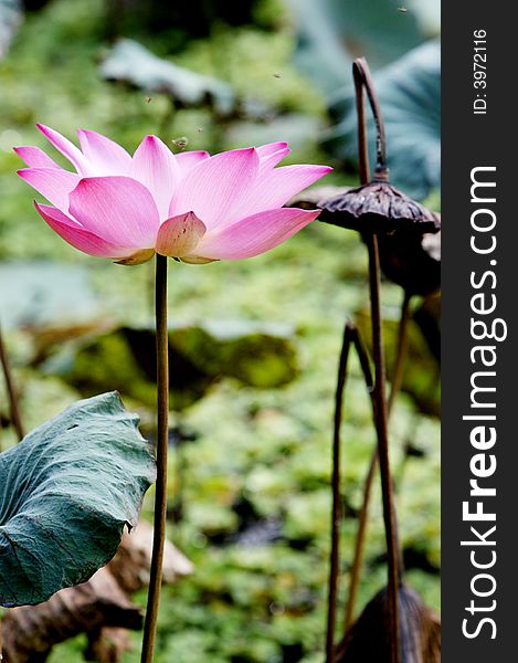 A beautiful lotus in a pond