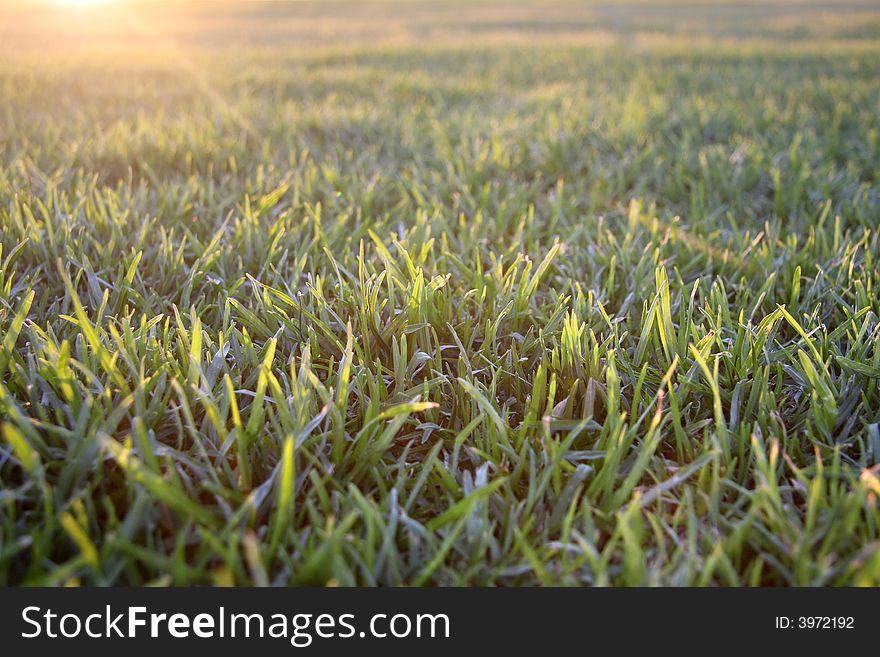 Landscape photo of grass in the evening. Landscape photo of grass in the evening
