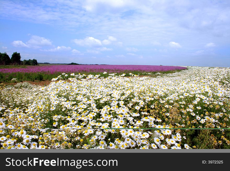 The camomile and epilobium blossoms in a floor, landscape