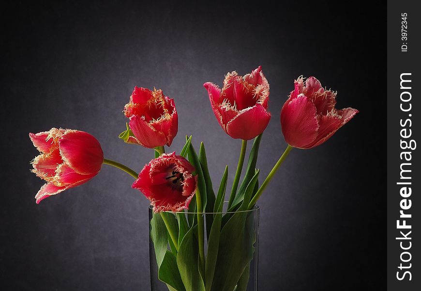 Red tulips on the dark background. Studio photo.