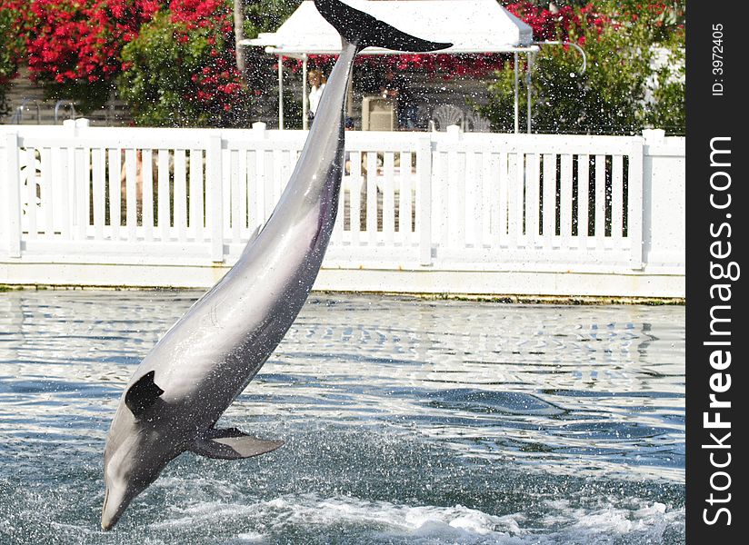 Dolphin Jumping into the water. Dolphin Jumping into the water
