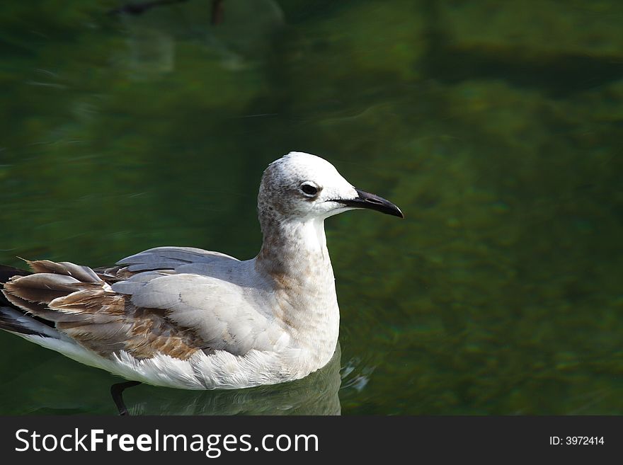 Seagull Floating on a body Water. Seagull Floating on a body Water