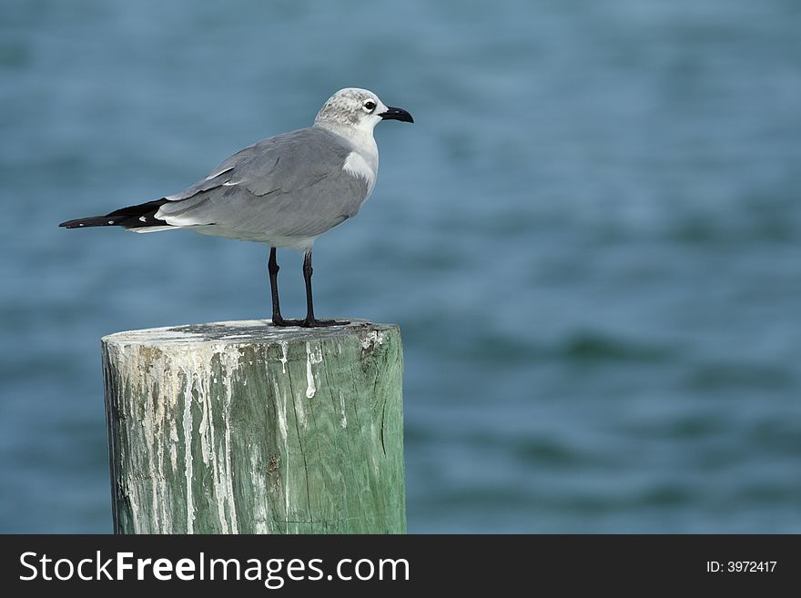 Seagull standing on a post. Seagull standing on a post