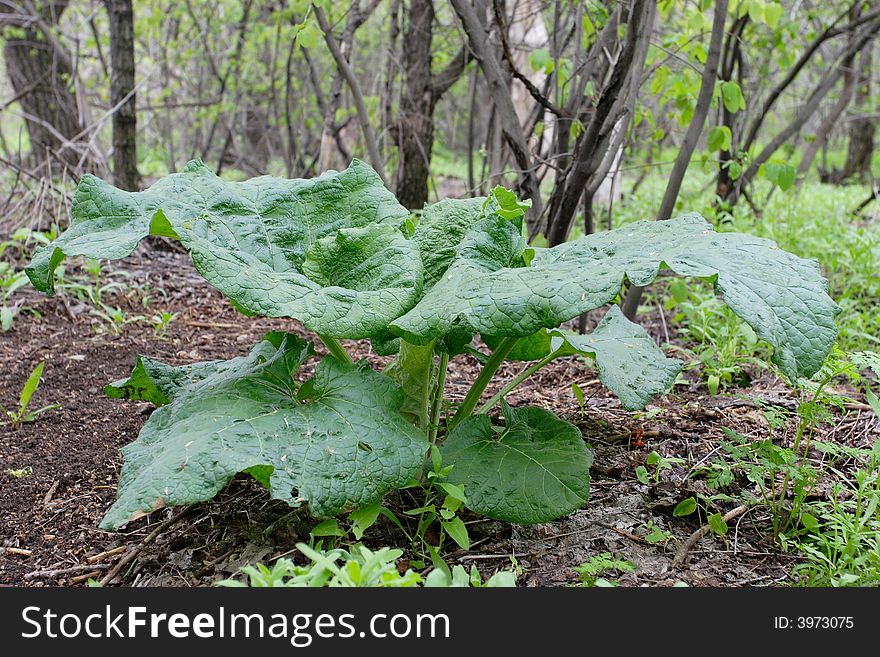 The big burdock leafs on the wood