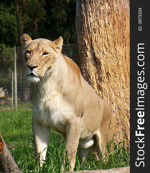 A lioness looks around for something to eat