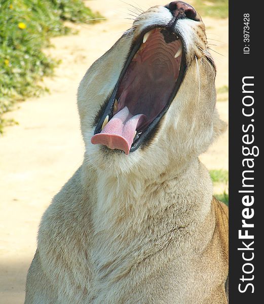 A female lion yawning and showing her teeth