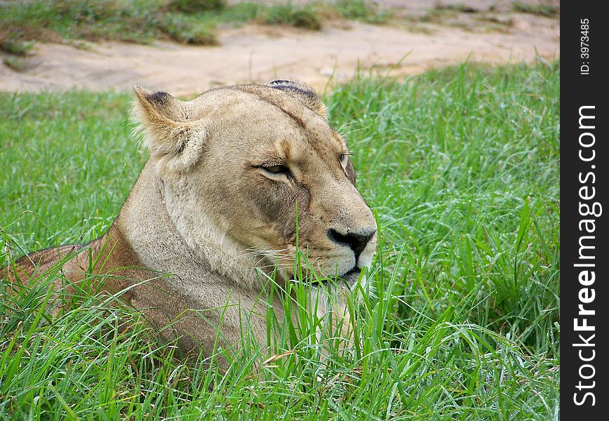 A lioness just relaxing in the grass