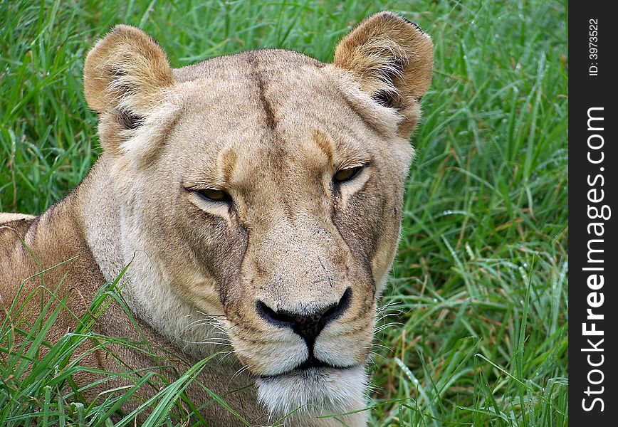 A close up of a relaxing lioness
