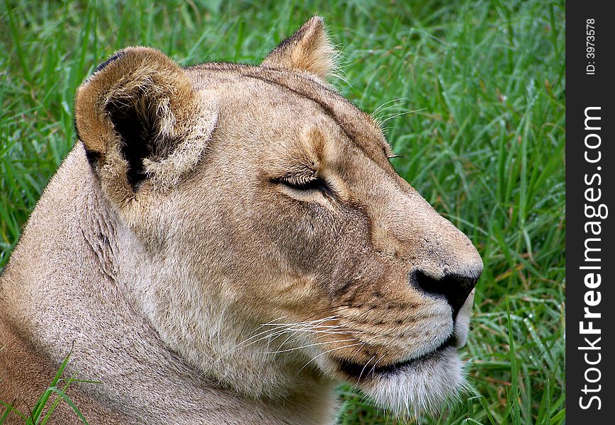 A close up of a lioness laying on the grass