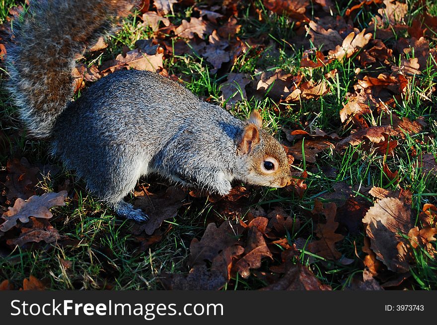 Grey squirrel in profile in forest