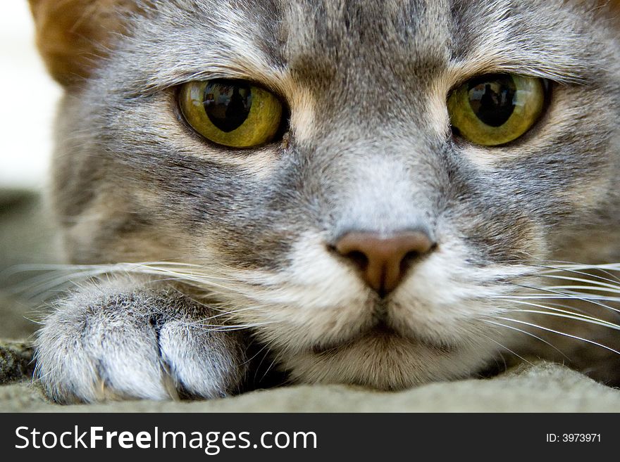 An angry cat on a chair