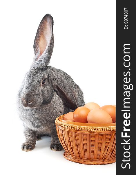 Rabbit and wicker basket on white. Rabbit and wicker basket on white