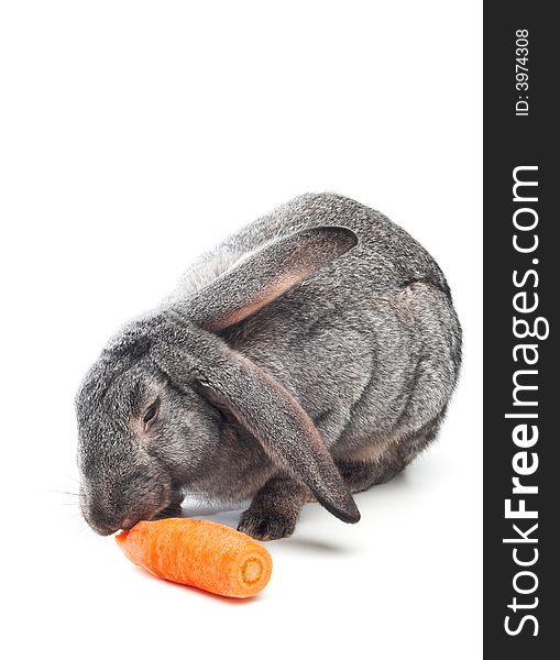 Rabbit have carrot on white background. Rabbit have carrot on white background