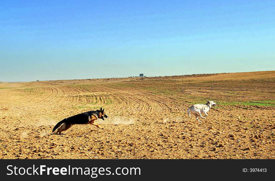Competition : two running dog in desert. Competition : two running dog in desert