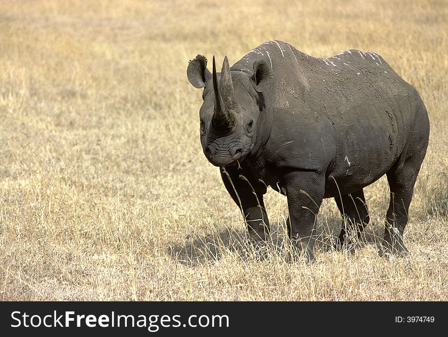 Lone black rhinoceros facing us before charging in Ngorongoro crater, Tanzania.