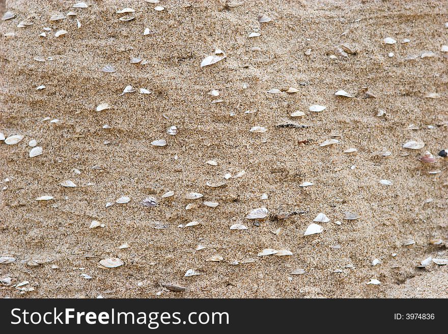 Sea shells in the sand of the sea shore