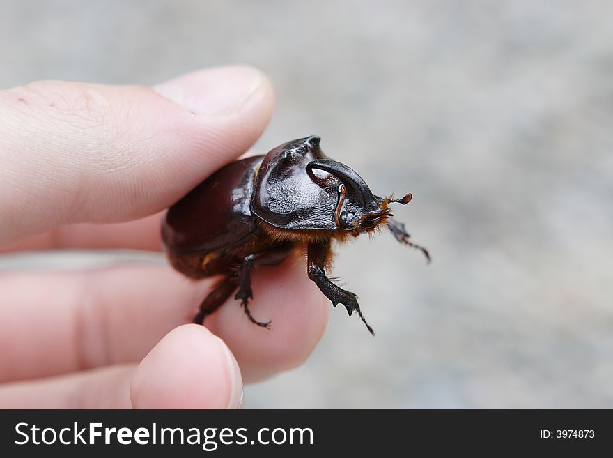 A beetle named rhinoceros (cervus) in the hand of a person