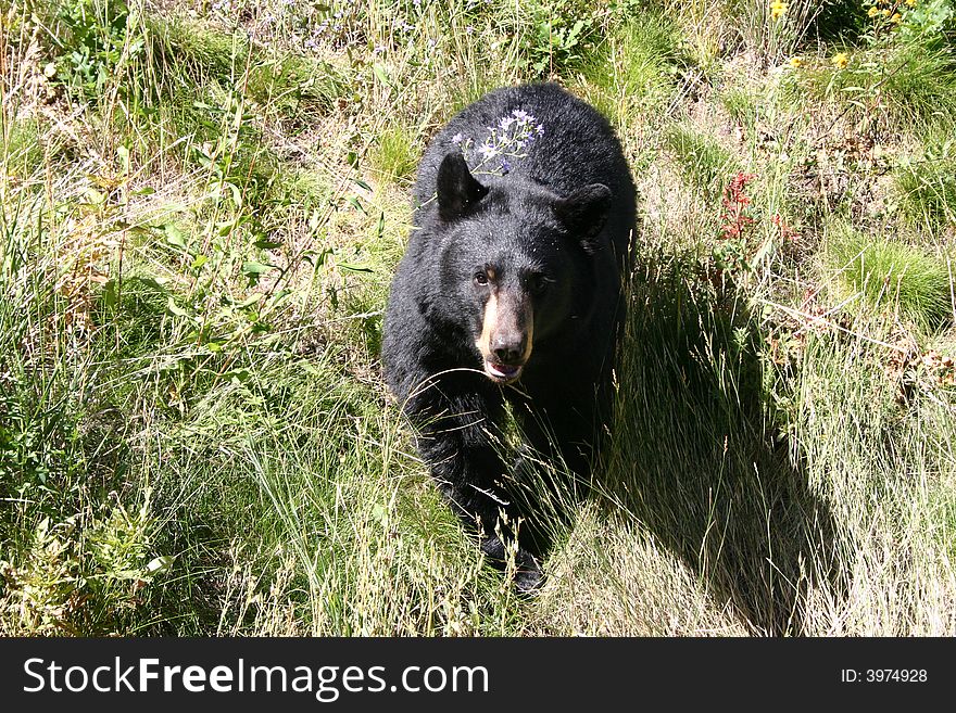 View looking down on a black bear. View looking down on a black bear