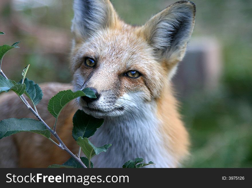 Close up face portrait of a red fox by a spring branch. Close up face portrait of a red fox by a spring branch