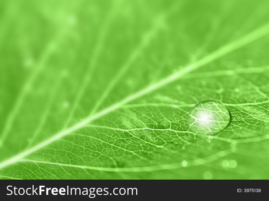 Close-up of fresh leaf with sparkling dew drop. Selective focus. Close-up of fresh leaf with sparkling dew drop. Selective focus