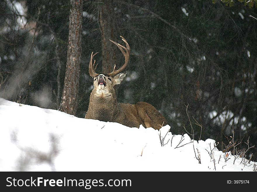 Mule deer buck in the snow with mouth open. Mule deer buck in the snow with mouth open