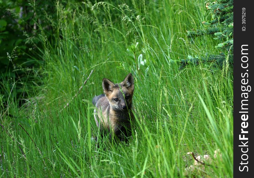 A young mixed color red fox kit in the grass