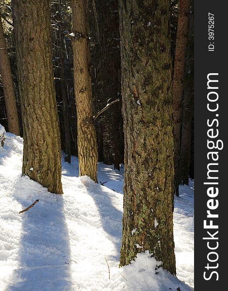 Pine trunks details, winter season, vertical orientation