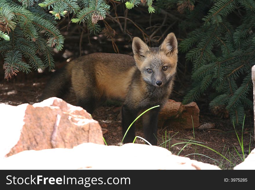 A young mixed color red fox kit hiding under a tree. A young mixed color red fox kit hiding under a tree