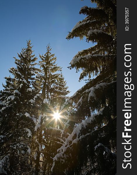 Upwards view of pines trees covered of snow, back-light, winter season, vertical orientation. Upwards view of pines trees covered of snow, back-light, winter season, vertical orientation