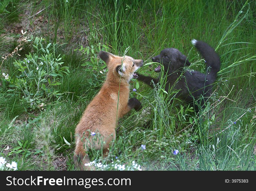 One Red & One Black Colored Red Fox Kit playing in the grass. One Red & One Black Colored Red Fox Kit playing in the grass