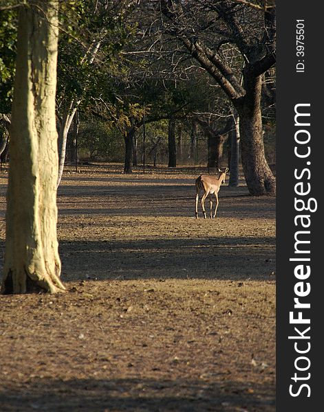 Impala walking among shadows of Fever Trees in Kruger National Park, South Africa. Impala walking among shadows of Fever Trees in Kruger National Park, South Africa