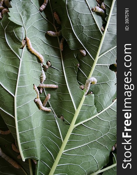 Close up of silkworms eating a mulberry leaf. Close up of silkworms eating a mulberry leaf