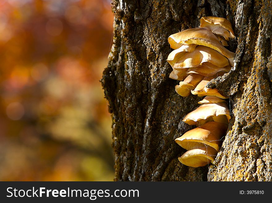 Fungus Mushrooms On Tree