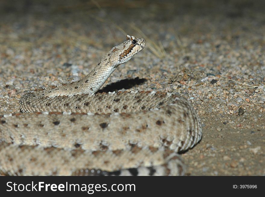 An image of a sidewinder rattlesnake taken at night when this nocturnal reptile is naturally active. An image of a sidewinder rattlesnake taken at night when this nocturnal reptile is naturally active.